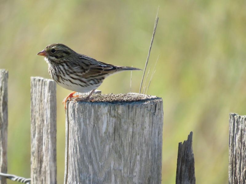 Savannah Sparrow